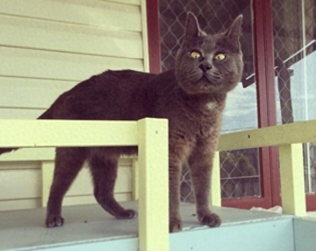 揭秘“惊讶猫”的来历之谜：美女强吻惊恐万分，自此留下的病根