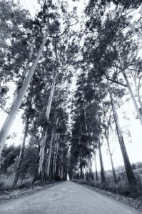 ​110.回忆桉树（2）-柠檬桉