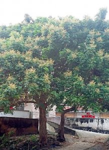 ​蜜蜂飞进家里预示什么（在风水上蜜蜂飞进家里代表什么）