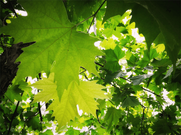 墓地种树有什么讲究(墓地种树种几棵好)