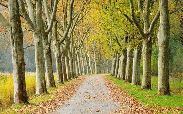墓地种树有什么讲究(墓地种树种几棵好)