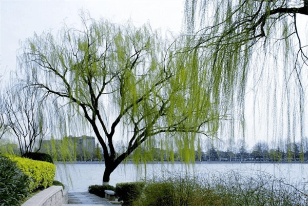 墓地种树有什么讲究(墓地种树种几棵好)