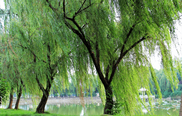 墓地种树有什么讲究(墓地种树种几棵好)