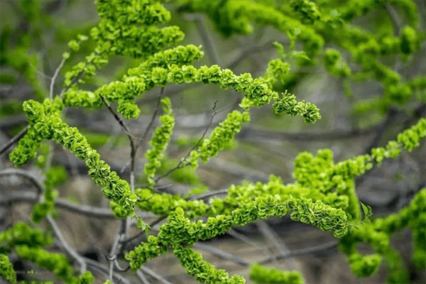 墓地种树有什么讲究(墓地种树种几棵好)