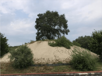 ​墓地种树有什么讲究(墓地种树种几棵好)