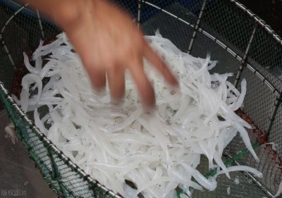 ​太湖银鱼该不该移植？曾经被引入21个省，如今变成“烫手山芋”？