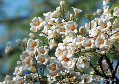 ​可以榨油的树长啥样？“金丝”油桐树怎么种植？发展“钱”景广阔