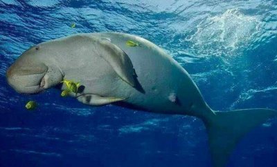 ​儒艮为什么叫美人鱼，出水宛如美女近看大跌眼镜(附图片)