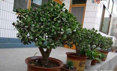 ​玉树修剪很简单，长成“老树桩”，美成仙，门口镇宅几十年