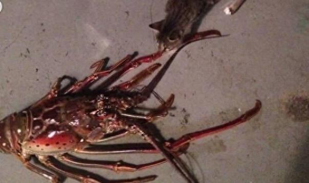 百慕大渔民捕获巨型“龙虾王”，上岸后引居民围观 纷纷劝他放生