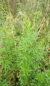 ​今日介绍：野艾蒿