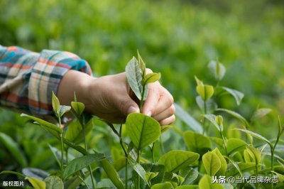 ​你所知道和不知道的“安溪”