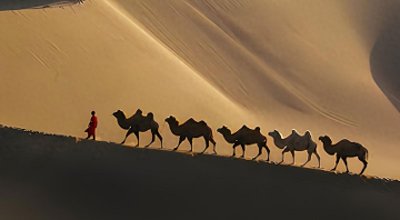 ​阿拉善的骆驼