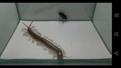 ​蜈蚣吃蟑螂吗