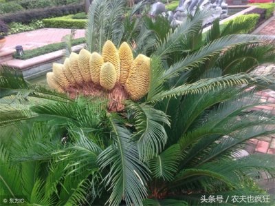 ​铁树的功效与作用大全（农村庭院里可以种植铁树吗？想不到有这么多好处，你知