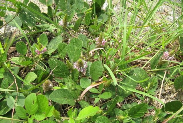 一根细长尖的尾巴植物学家称它为