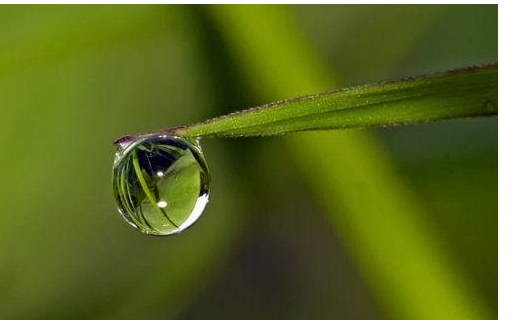 尾巴植物学家称它为,细长的尖尾巴植物学家称它为什么图3