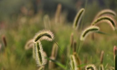 ​尾巴植物学家称它为,细长的尖尾巴植物学家称它为什么