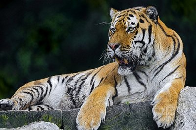 ​2016年属啥的（2016年属什么呢）