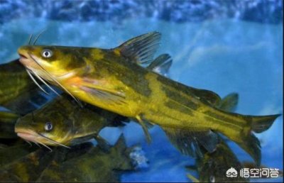 ​吃鱼的鱼刺(一根很小的鱼刺在喉咙)