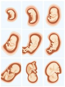 ​胚胎到宝宝的变化图（从胚胎到婴幼的认知）