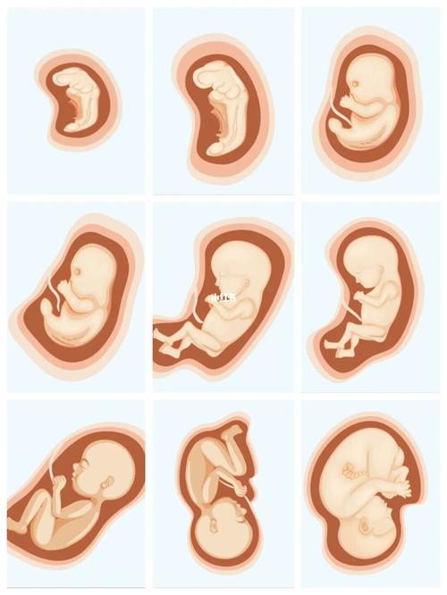 胚胎到宝宝的变化图（从胚胎到婴幼的认知）