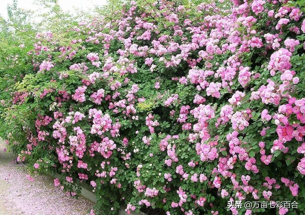 代表爱情的花（分享7种具有爱情含义的花卉）