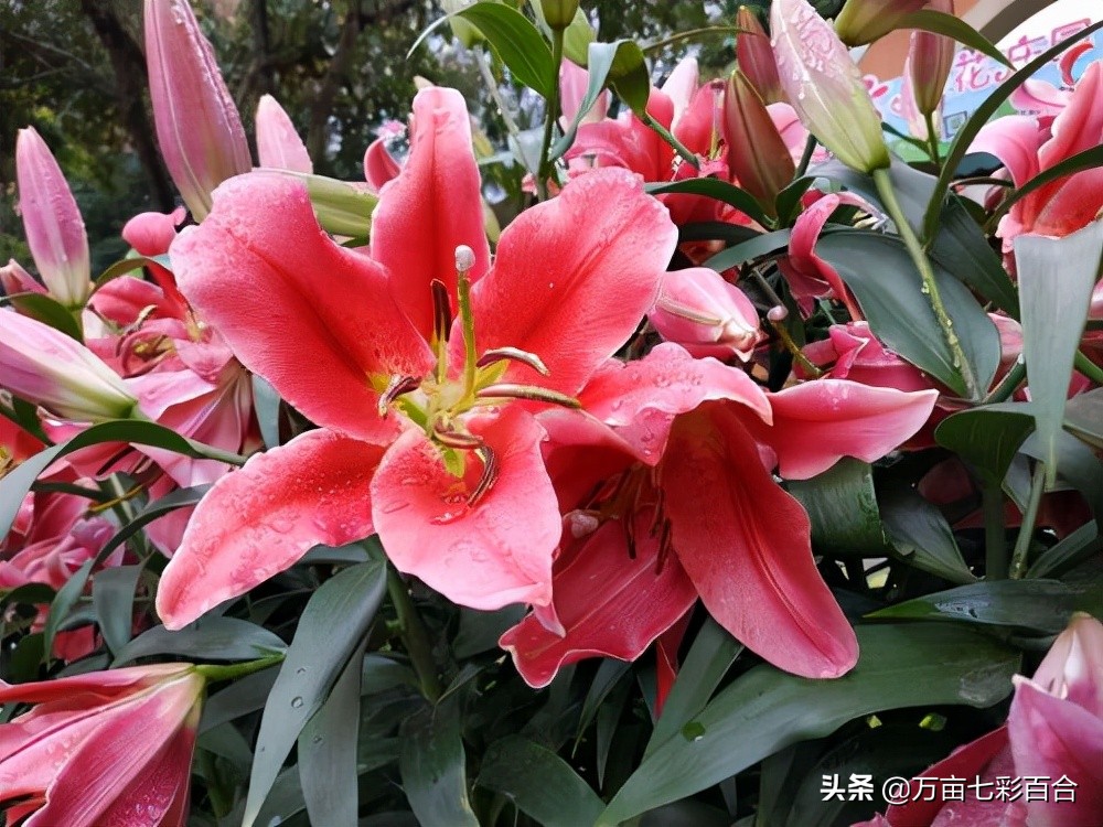 代表爱情的花（分享7种具有爱情含义的花卉）