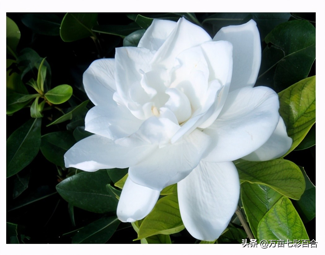 代表爱情的花（分享7种具有爱情含义的花卉）