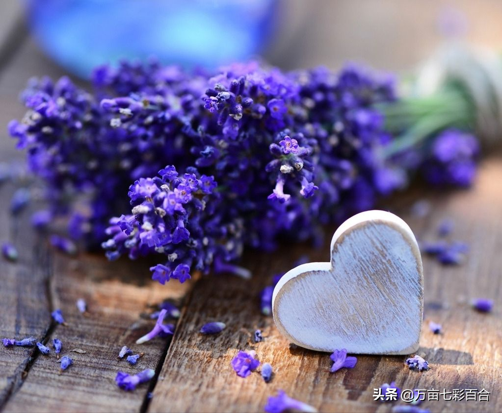 代表爱情的花（分享7种具有爱情含义的花卉）