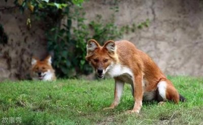 ​狈是什么动物 狈是真实存在的吗（犬类）