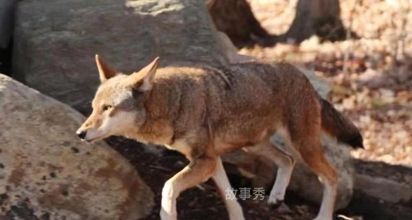 网络图片(侵删)