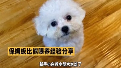 ​新手养小型犬攻略：保姆级比熊喂养经验分享