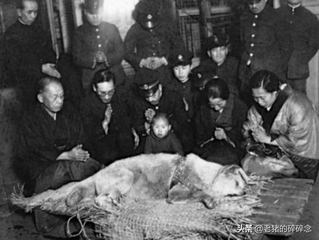 老照片：忠犬八公，等待永远回不来的主人，死后日本人为它立铜像