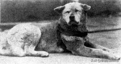 ​老照片：忠犬八公，等待永远回不来的主人，死后日本人为它立铜像