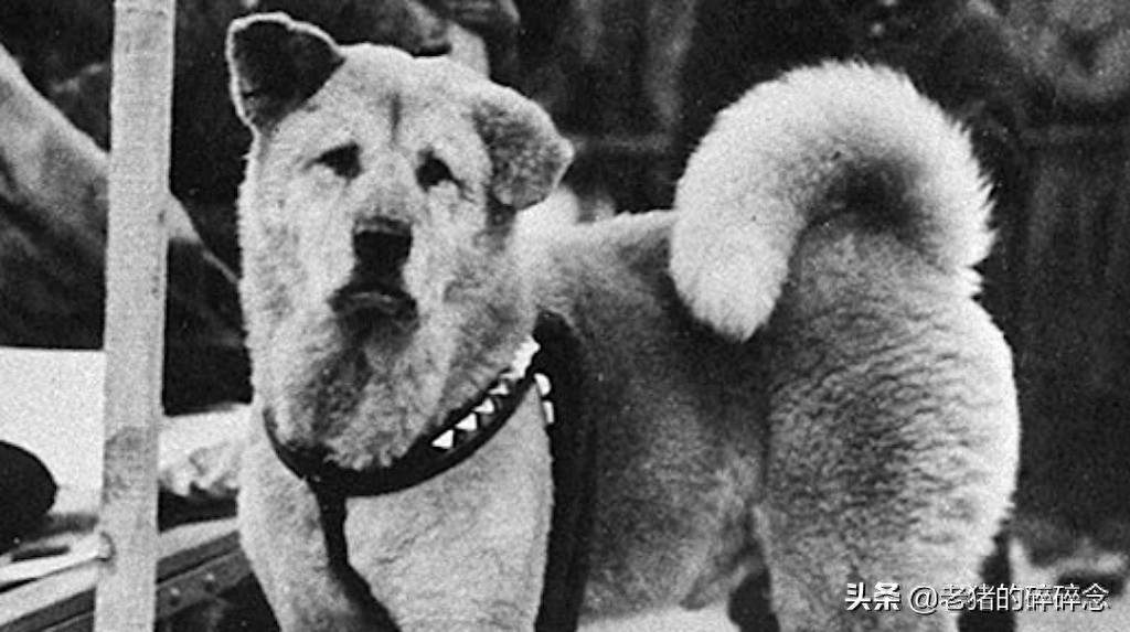 老照片：忠犬八公，等待永远回不来的主人，死后日本人为它立铜像