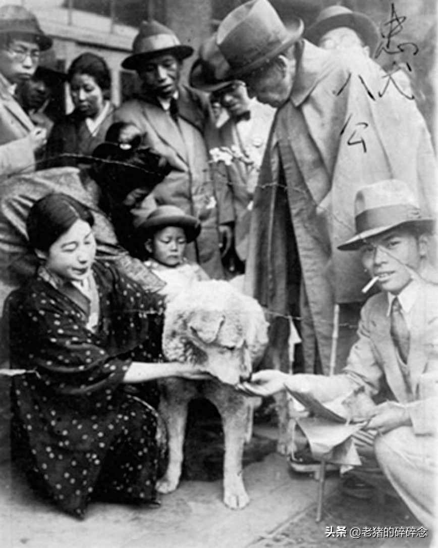 老照片：忠犬八公，等待永远回不来的主人，死后日本人为它立铜像