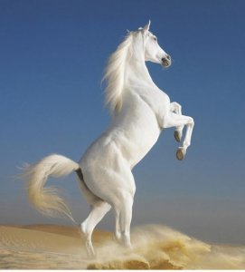 ​“的卢马”难道真的是绝世凶马？