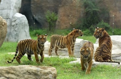 ​找一找有含虎字的成语，欢迎在评论区补充