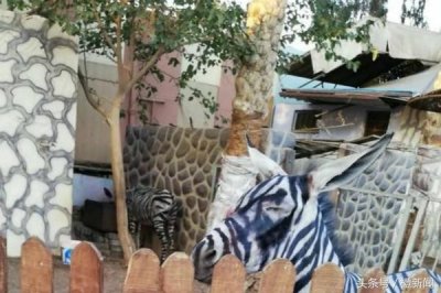 ​埃及动物园“斑马”掉色？原来它是……驴！