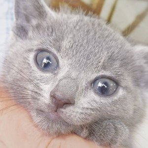 ​英短俄短傻傻分不清，真正的俄罗斯短毛长着瓜子脸