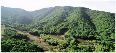 ​出逃的3只金钱豹已有2只被找回，杭州野生动物世界致歉