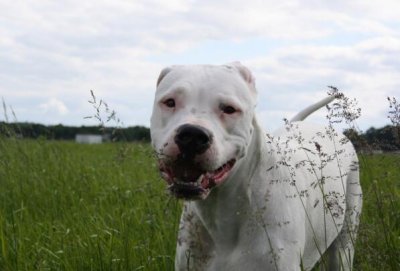 ​杜高犬介绍之阿根廷杜高犬