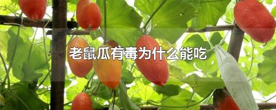 ​老鼠瓜有毒为什么能吃
