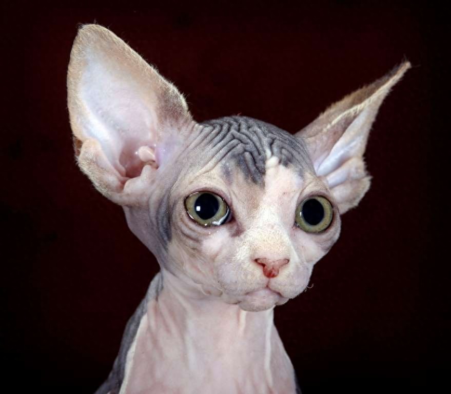 斯芬克斯猫，来自喵星球的小怪物
