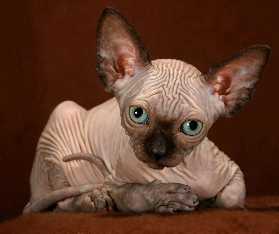 斯芬克斯猫，来自喵星球的小怪物
