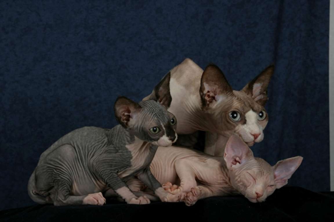 斯芬克斯猫，来自喵星球的小怪物