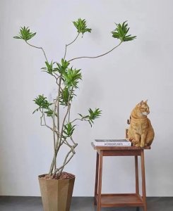 ​绿植中的贵族植物，百合竹典雅，好看又好养