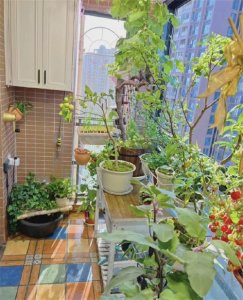 ​深圳小夫妻在5.9㎡阳台种菜，蔬果不断！网友：种出了一个春天