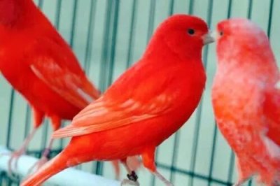 ​金丝雀～一种羽毛漂亮鸣叫婉啭的笼养观赏鸟